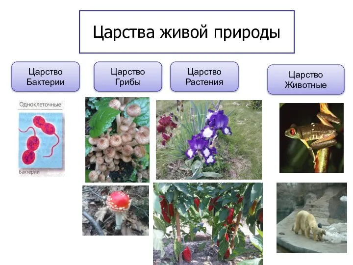 Царства живой природы Царство Бактерии Царство Грибы Царство Растения Царство Животные