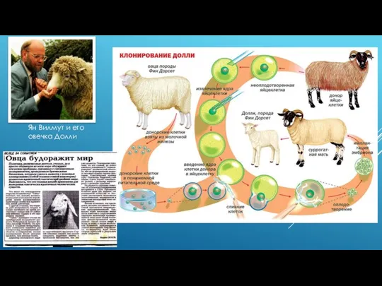 Ян Вилмут и его овечка Долли