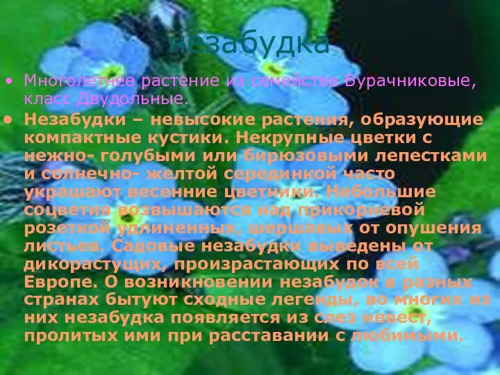 незабудка Многолетнее растение из семейства Бурачниковые, класс Двудольные. Незабудки – невысокие растения,