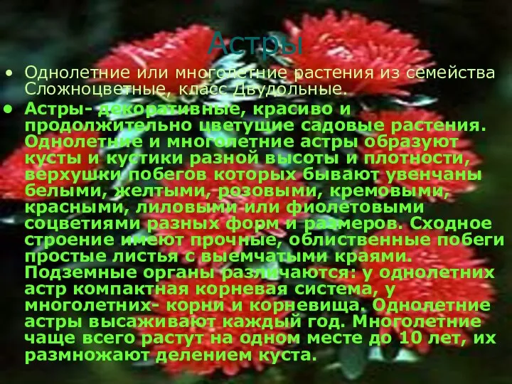 Астры Однолетние или многолетние растения из семейства Сложноцветные, класс Двудольные. Астры- декоративные,