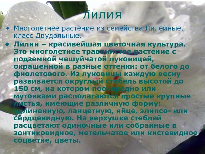 лилия Многолетнее растение из семейства Лилейные, класс Двудольные. Лилии – красивейшая цветочная