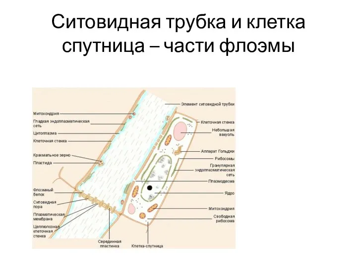 Ситовидная трубка и клетка спутница – части флоэмы