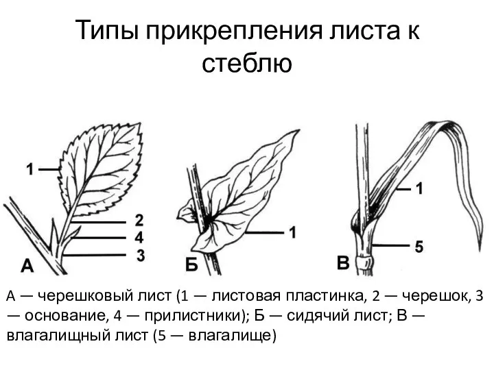 Типы прикрепления листа к стеблю A — черешковый лист (1 — листовая
