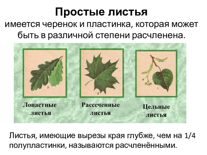 Простые листья имеется черенок и пластинка, которая может быть в различной степени