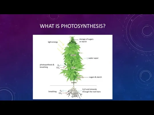 WHAT IS PHOTOSYNTHESIS?