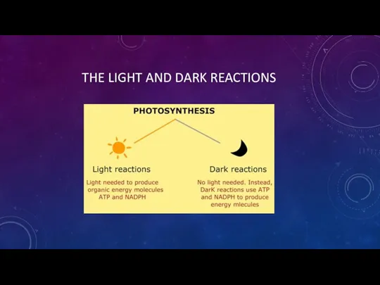 THE LIGHT AND DARK REACTIONS
