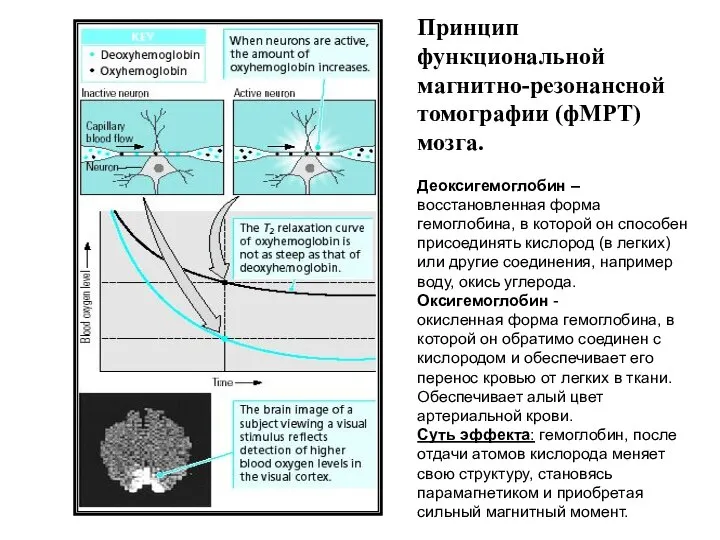 Принцип функциональной магнитно-резонансной томографии (фМРТ) мозга. Деоксигемоглобин – восстановленная форма гемоглобина, в