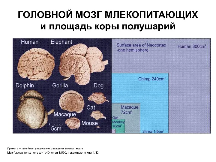 ГОЛОВНОЙ МОЗГ МЛЕКОПИТАЮЩИХ и площадь коры полушарий Приматы – линейное увеличение к-ва