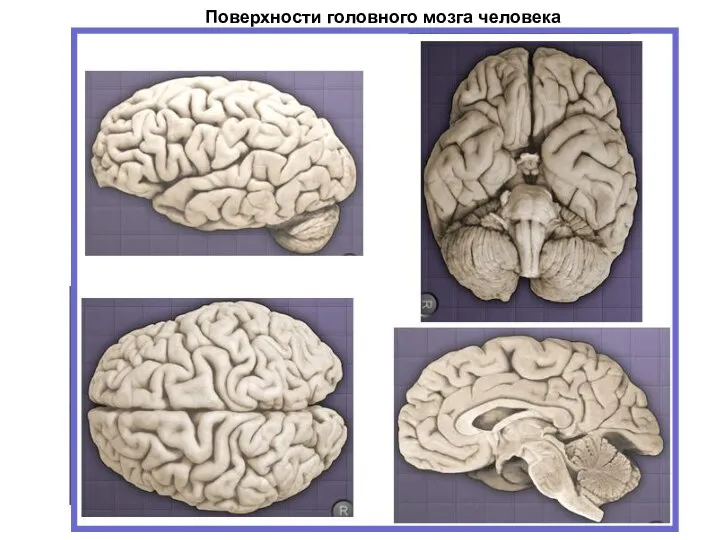 Поверхности головного мозга человека