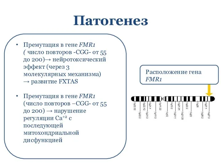 Патогенез Расположение гена FMR1 Премутация в гене FMR1 ( число повторов -CGG-