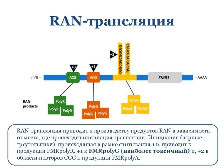 RAN-трансляция RAN-трансляция приводит к производству продуктов RAN в зависимости от места, где