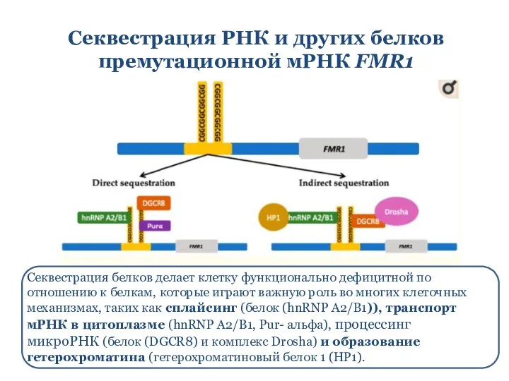 Секвестрация РНК и других белков премутационной мРНК FMR1 Секвестрация белков делает клетку