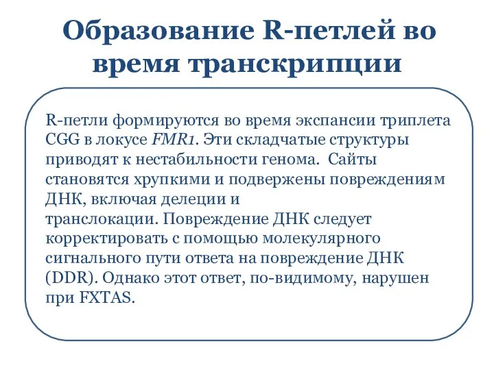 Образование R-петлей во время транскрипции R-петли формируются во время экспансии триплета CGG