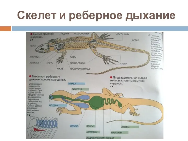 Скелет и реберное дыхание