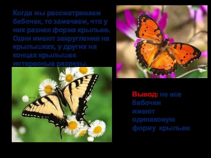 Когда мы рассматриваем бабочек, то замечаем, что у них разная форма крыльев.
