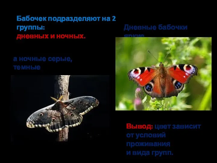 Бабочек подразделяют на 2 группы: дневных и ночных. Дневные бабочки яркие а