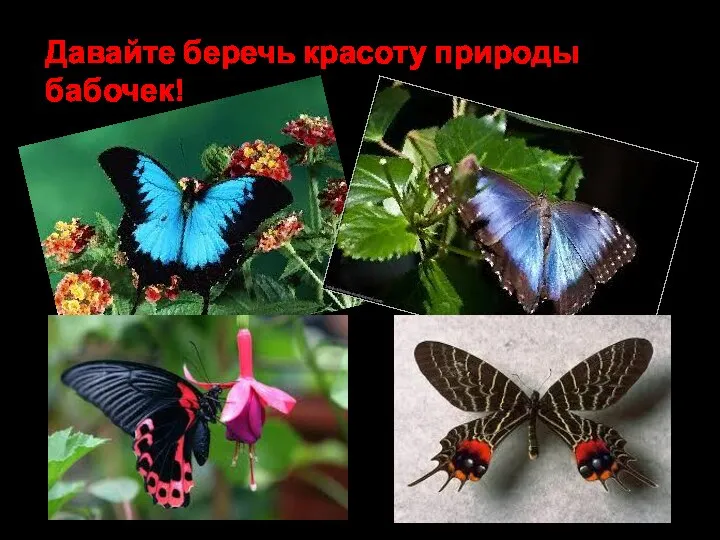 Давайте беречь красоту природы бабочек!