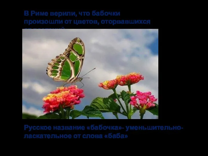 В Риме верили, что бабочки произошли от цветов, оторвавшихся от растений Русское