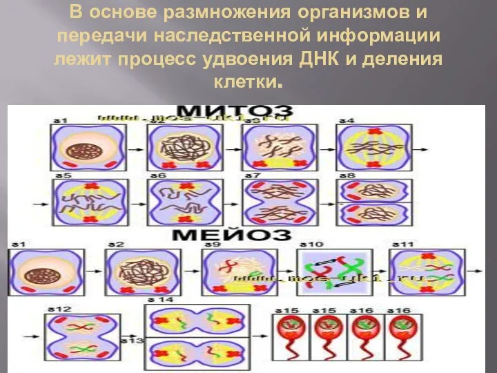В основе размножения организмов и передачи наследственной информации лежит процесс удвоения ДНК и деления клетки.