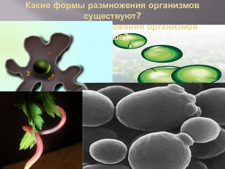 Какие формы размножения организмов существуют? Какая форма размножения организмов лучше?