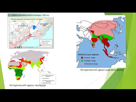 Исторический ареал леопарда Исторический ареал красного волка