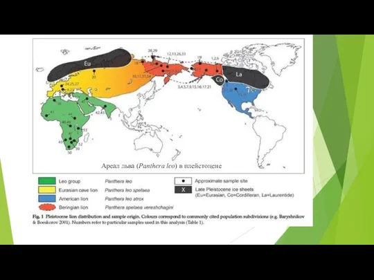 Ареал льва (Panthera leo) в плейстоцене