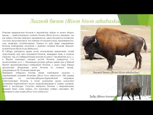 Лесной бизон (Bison bison athabaskae) Отличия американских бизонов и европейских зубров от