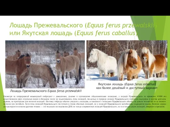 Лошадь Прежевальского (Equus ferus przewalskii) или Якутская лошадь (Equus ferus caballus) Лошадь