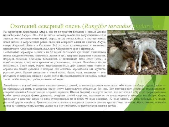 Охотский северный олень (Rangifer tarandus phylarcus) На территории левобережья Амура, так же