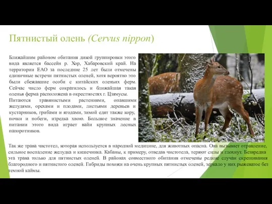 Пятнистый олень (Cervus nippon) Ближайшим районом обитания дикой группировки этого вида является