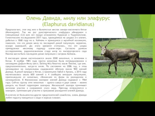 Олень Давида, милу или элафурус (Elaphurus davidianus) Предполагают, этот вид жил в