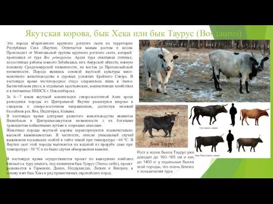 Якутская корова, бык Хека или бык Таурус (Bos taurus) Это порода аборигенного