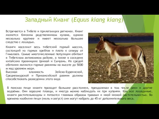 Западный Кианг (Equus kiang kiang) Встречается в Тибете и прилегающих регионах. Кианг