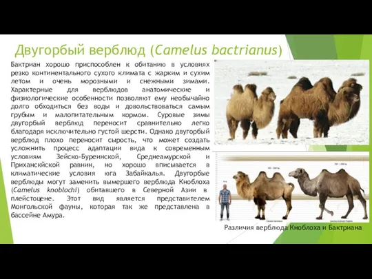 Двугорбый верблюд (Camelus bactrianus) Бактриан хорошо приспособлен к обитанию в условиях резко