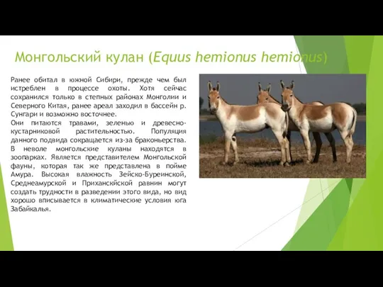 Монгольский кулан (Equus hemionus hemionus) Ранее обитал в южной Сибири, прежде чем