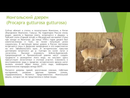 Монгольский дзерен (Procapra gutturosa gutturosa) Сейчас обитает в степях и полупустынях Монголии,