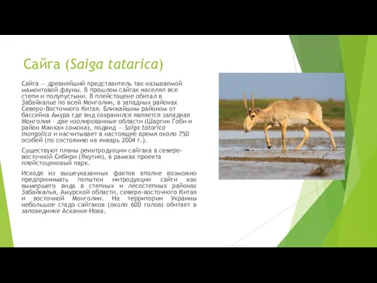 Сайга (Saiga tatarica) Сайга — древнейший представитель так называемой мамонтовой фауны. В