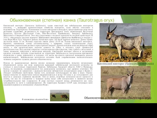 Обыкновенная (степная) канна (Taurotragus oryx) Кяхтинский винторог (Spirocerus kiakhtensis), также известный как