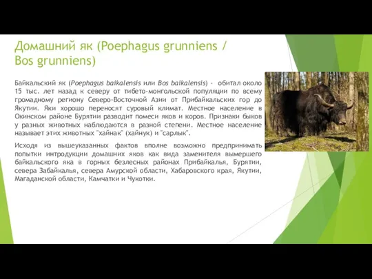 Домашний як (Poephagus grunniens / Bos grunniens) Байкальский як (Poephagus baikalensis или