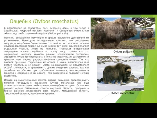 Овцебык (Ovibos moschatus) В плейстоцене на территории всей Северной Азии, в том