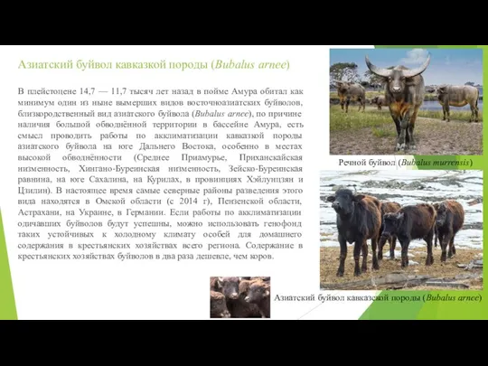 Азиатский буйвол кавказкой породы (Bubalus arnee) В плейстоцене 14,7 — 11,7 тысяч