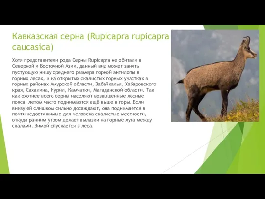 Кавказская серна (Rupicapra rupicapra caucasica) Хотя представители рода Серны Rupicapra не обитали