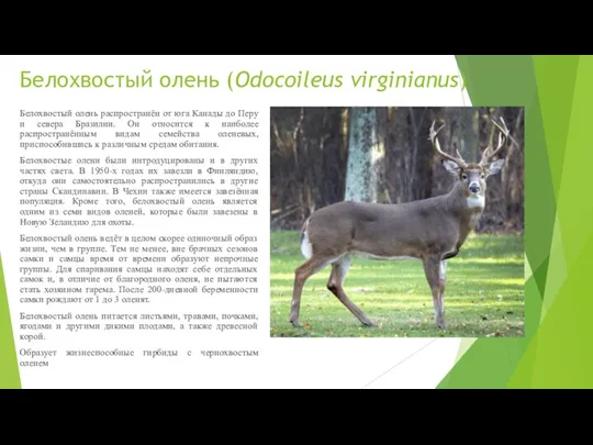 Белохвостый олень (Odocoileus virginianus) Белохвостый олень распространён от юга Канады до Перу