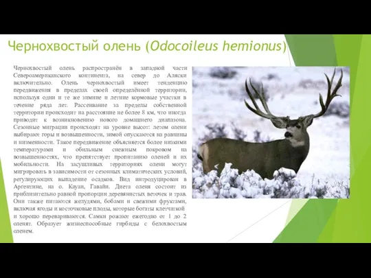 Чернохвостый олень (Odocoileus hemionus) Чернохвостый олень распространён в западной части Североамериканского континента,