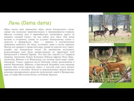 Лань (Dama dama) Образ жизни лани напоминает образ жизни благородного оленя, однако