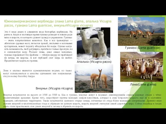 Южноамериканские верблюды (лама Lama glama, апалька Vicugna pacos, гуанако Lama guanicoe, викуньяVicugna