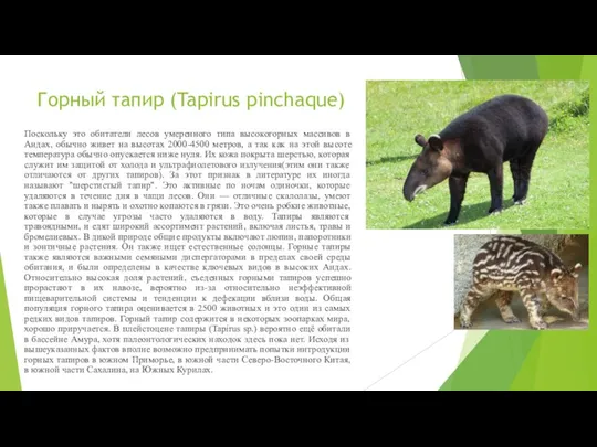 Горный тапир (Tapirus pinchaque) Поскольку это обитатели лесов умеренного типа высокогорных массивов