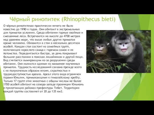 Чёрный ринопитек (Rhinopithecus bieti) О чёрных ринопитеках практически ничего не было известно