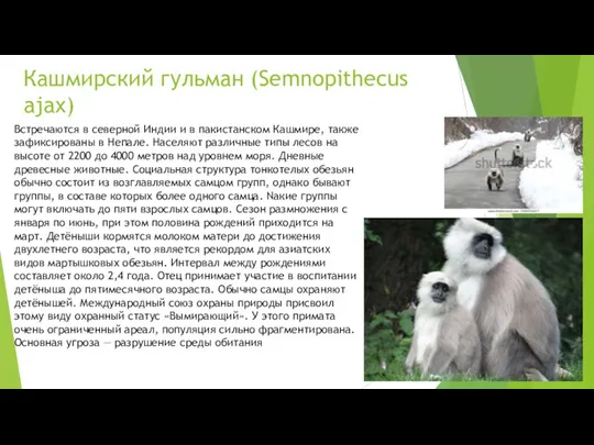 Кашмирский гульман (Semnopithecus ajax) Встречаются в северной Индии и в пакистанском Кашмире,