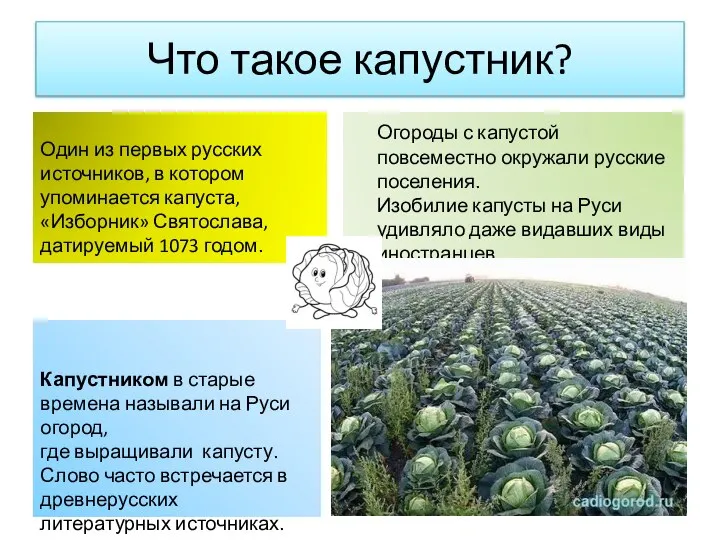 Что такое капустник? Огороды с капустой повсеместно окружали русские поселения. Изобилие капусты
